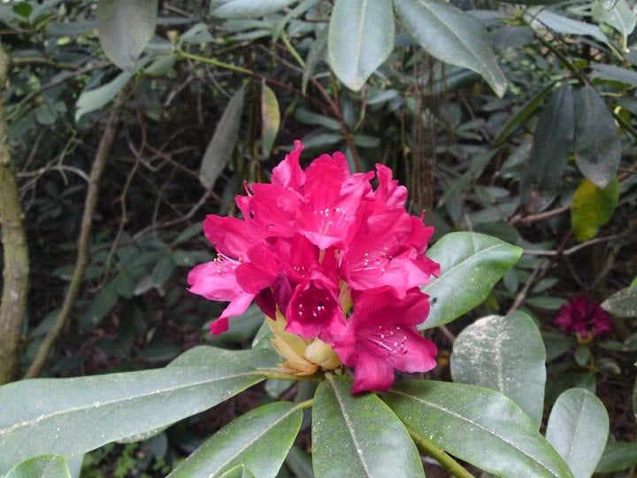 Rhododendron - Blüte in Wört